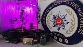 Tekirdağ’da yasa dışı kenevir yetiştiriciliğine yönelik operasyonda 5 gözaltı