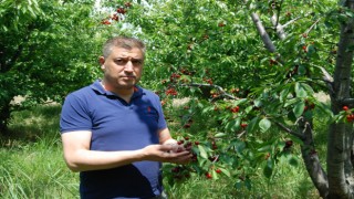 Bayramiç’te kiraz hasadı başladı