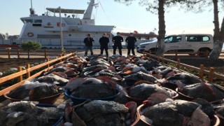 Kandıra’da yasak dönemde avlanan 3 ton kalkana el konuldu