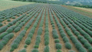ÜRETİMDEN İHRACATA TARIM Trakya’da kıraç araziler lavanta ile değerlendiriliyor