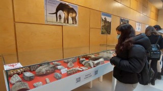 Tekirdağ’da 28 bin yıllık mamut kalıntıları sergileniyor