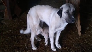 Kırklareli’nde kangal köpeğinin kuzulara şefkati kameraya yansıdı