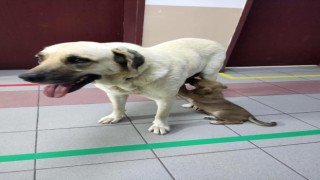 Sahipsiz köpek, kapısında beklediği klinikte hasta yavrusunu emzirdi