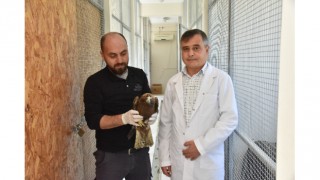 Bilecik’te yaralı bulunan şahin tedavisinin ardından doğaya bırakıldı