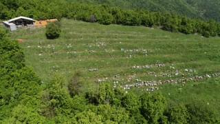 Tekirdağ’da araştırma için beslenen arı kovanlarını tahrip edenlerin yakalanması için çalışma başlatıldı