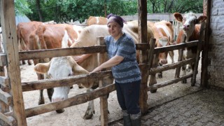Edirneli kadın Genç Çiftçi Projesi’nden hibe aldığı 6 inekle üretici oldu