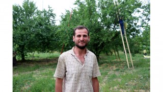 ”Eşme eriği”nde çiftçilerin hasat mesaisi başladı