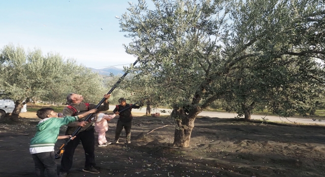 Edremit’te hasada katılan 150 öğrenci zeytinin dalından sofraya yolculuğuna tanıklık etti