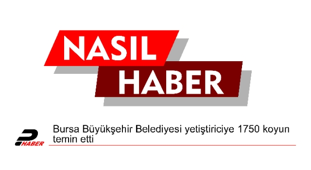 Bursa Büyükşehir Belediyesi yetiştiriciye 1750 koyun temin etti