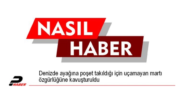 Denizde ayağına poşet takıldığı için uçamayan martı özgürlüğüne kavuşturuldu