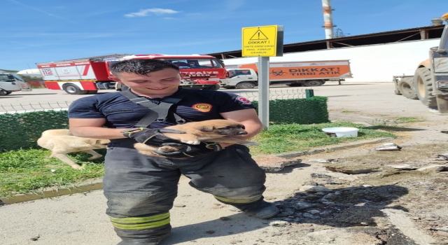 Kocaeli’de yağmur suyu kanalına sıkışan köpek yavrusunu itfaiye kurtardı