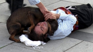 Rolü gereği yaralanıp yere düşen tiyatrocuya sokak köpeği yardım etmeye çalıştı