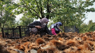 ”Bursa kestanesi” üreticisini sevindirdi
