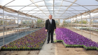 Edirne’de belediye seralarında yetişen çiçekler toprakla buluşacak
