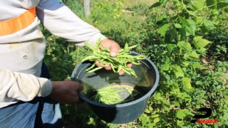 Tescilli ürün "boncuk fasulye"de hasat başladı